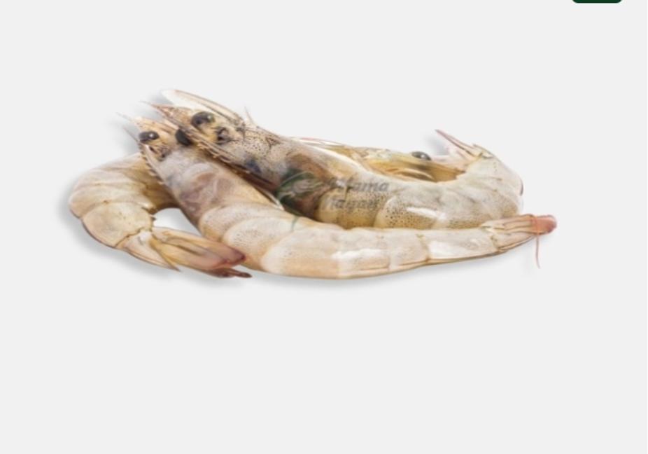 Buying Live Shrimp Online